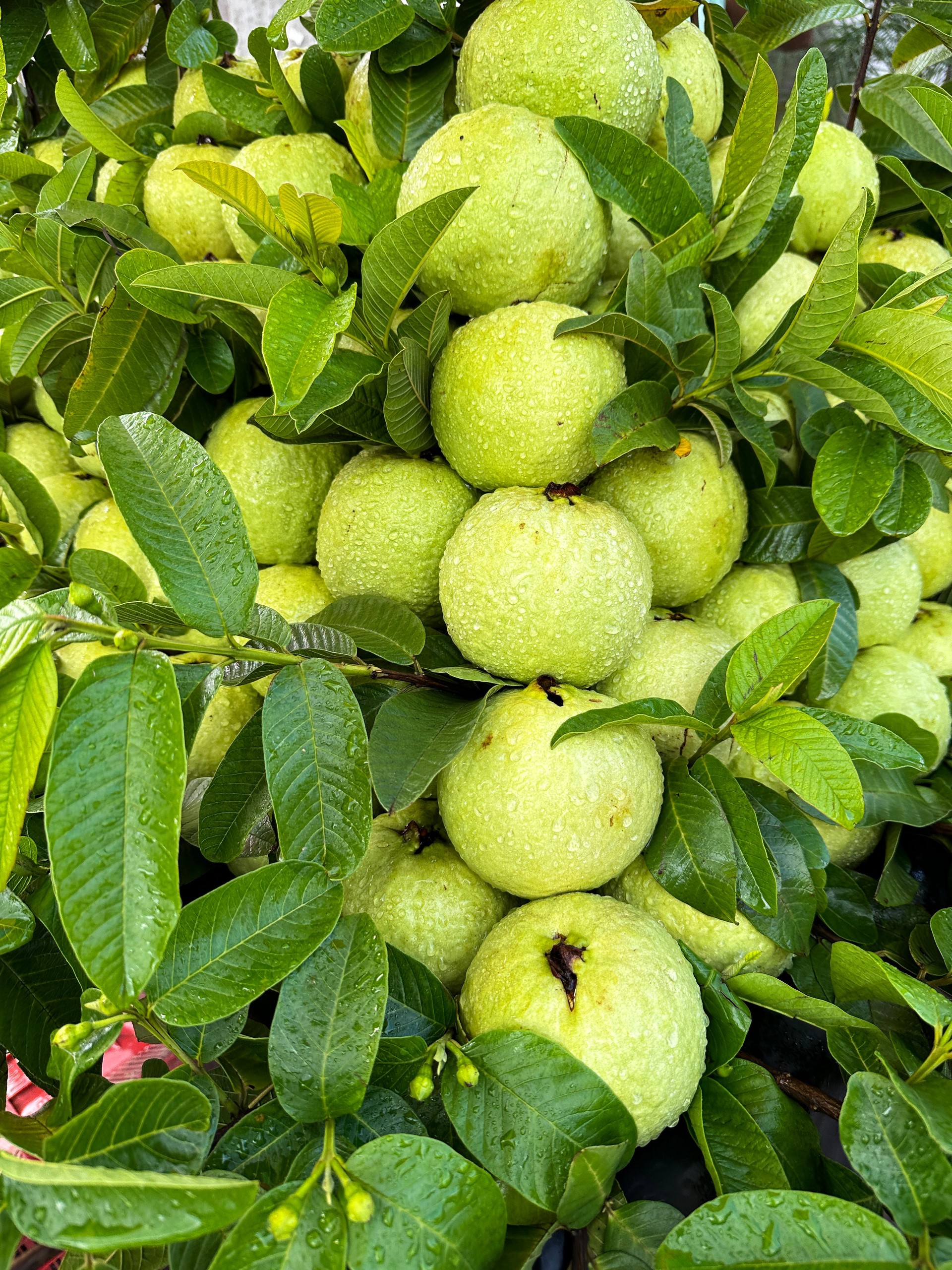 Full frame image of common guava tree (Psidium guajava), fruits growing on evergreen tree branches displayed in garden, glossy, green leaf background, focus on foreground Full frame image of common guava tree (Psidium guajava), fruits growing on evergreen tree branches displayed in garden, glossy, green leaf background, focus on foreground