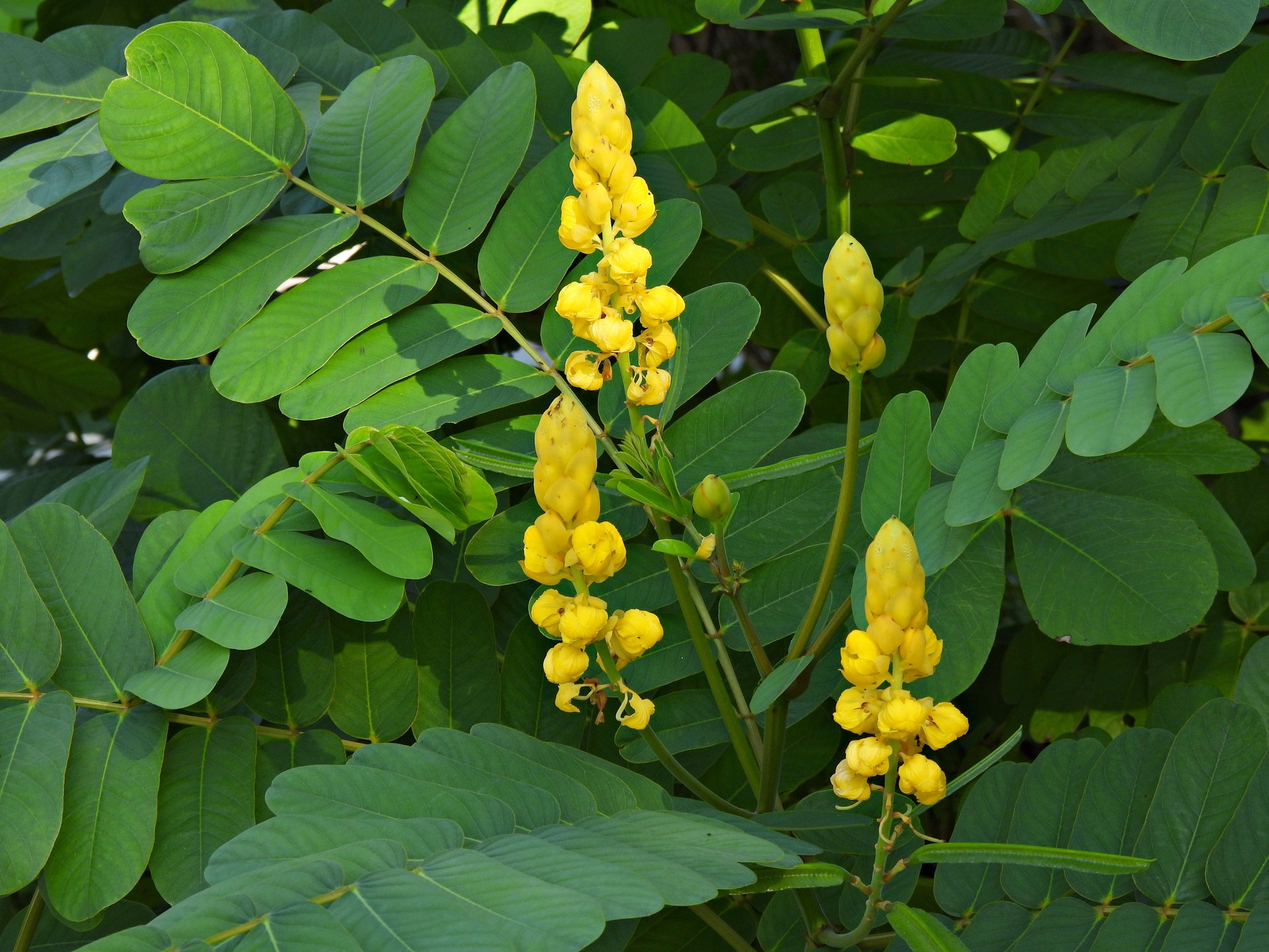 Candlestick Cassia Flowers (Senna alata) Candlestick Cassia Flowers (Senna alata)