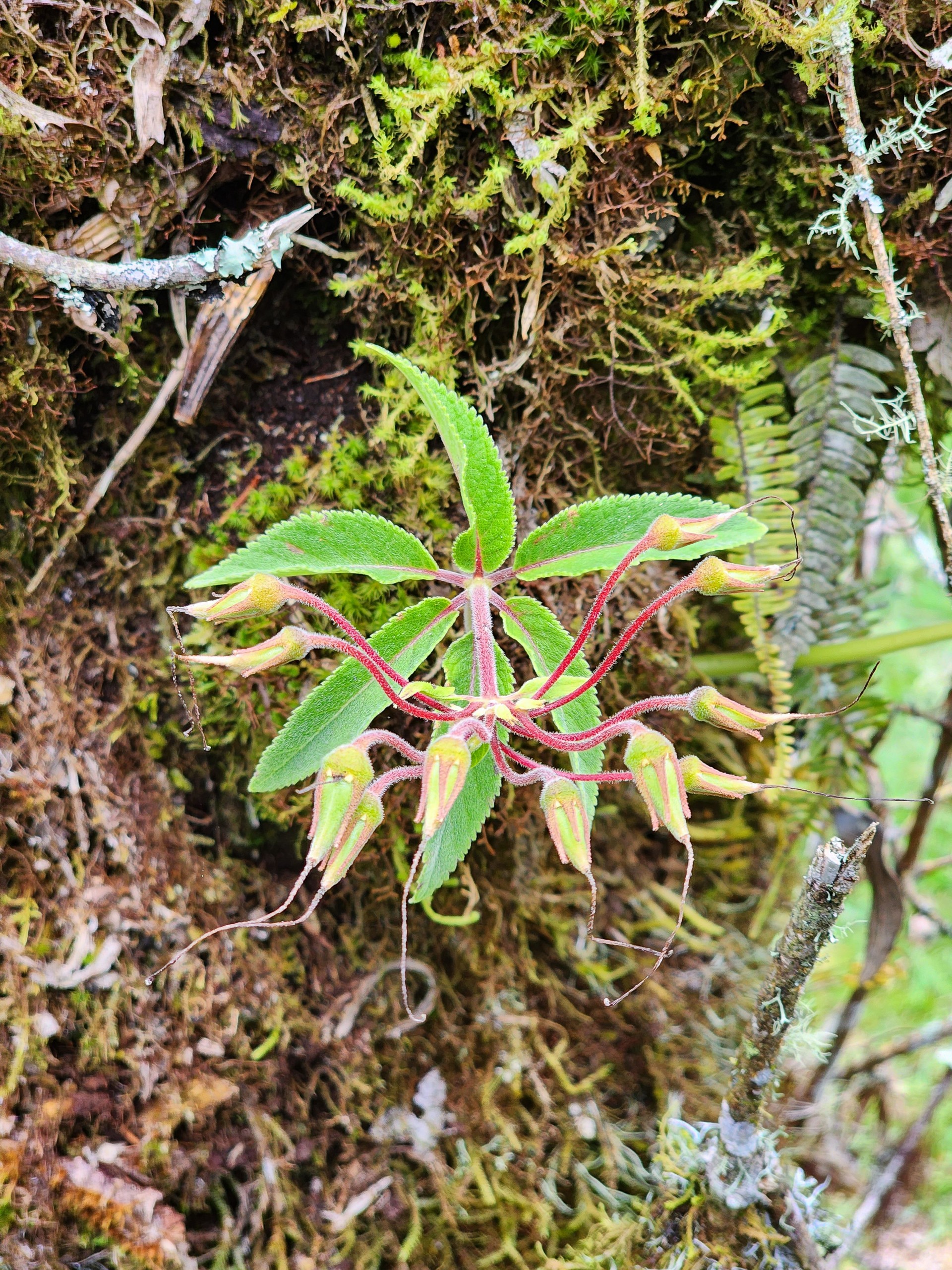Exotic flower in a tree trunk in a rainforest Exotic flower in a tree trunk in a rainforest