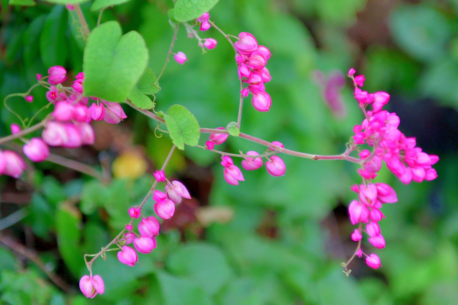 Antigonon Leptopus / Coral Vine / Queen's Wreath Antigonon Leptopus / Coral Vine / Queen's Wreath